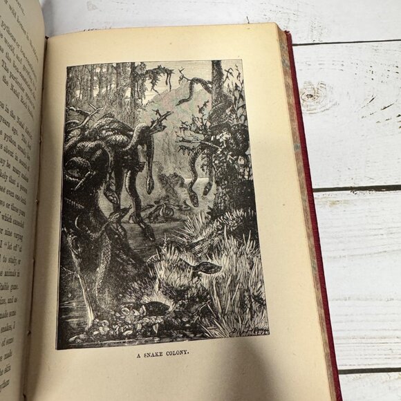 Half Hours in Woods and Wilds 1883 HC Wm. Isbister Leather Spine Gift - Picture 10 of 16